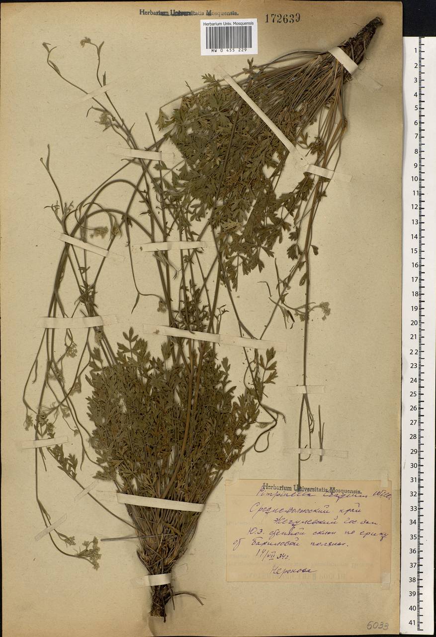 Pimpinella tragium Vill., Eastern Europe, Middle Volga region (E8) (Russia)