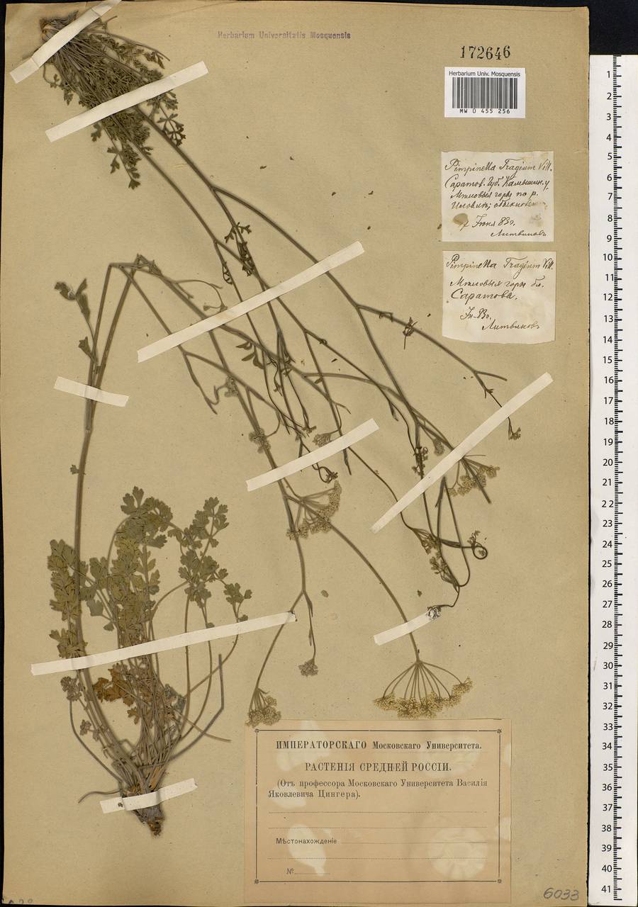 Pimpinella tragium Vill., Eastern Europe, Lower Volga region (E9) (Russia)