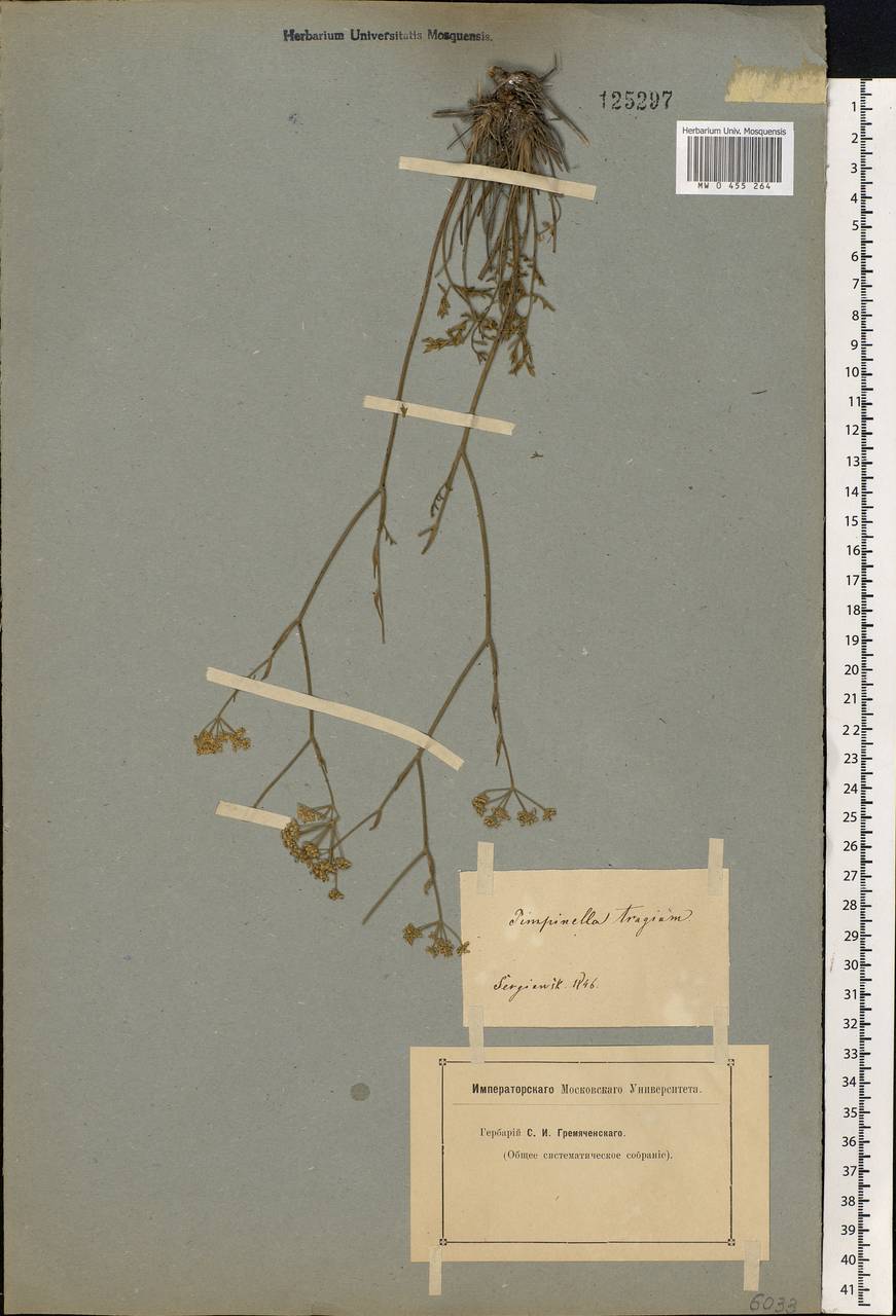 Pimpinella tragium Vill., Eastern Europe, Middle Volga region (E8) (Russia)