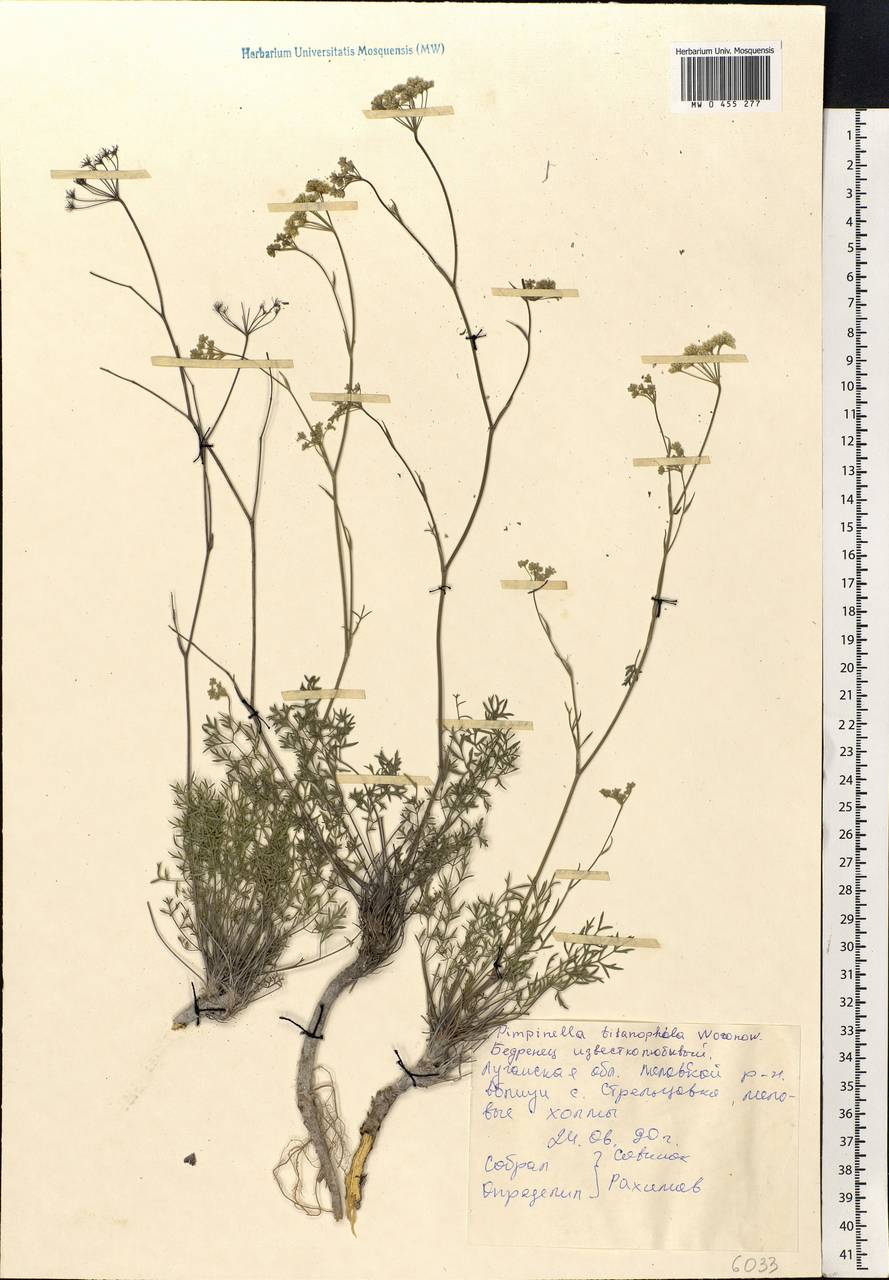 Pimpinella tragium Vill., Eastern Europe, North Ukrainian region (E11) (Ukraine)