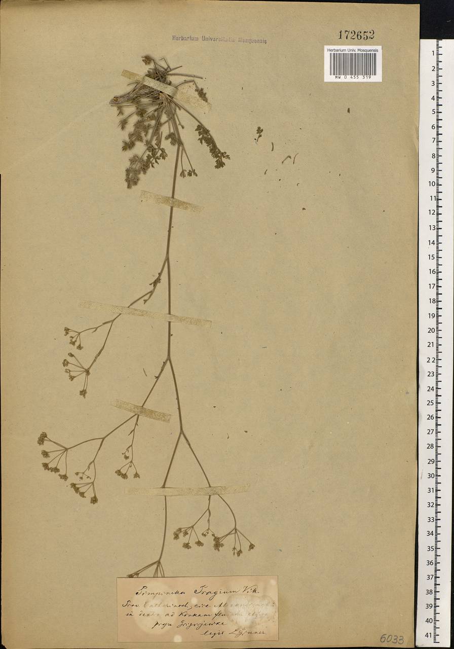 Pimpinella tragium Vill., Eastern Europe, South Ukrainian region (E12) (Ukraine)