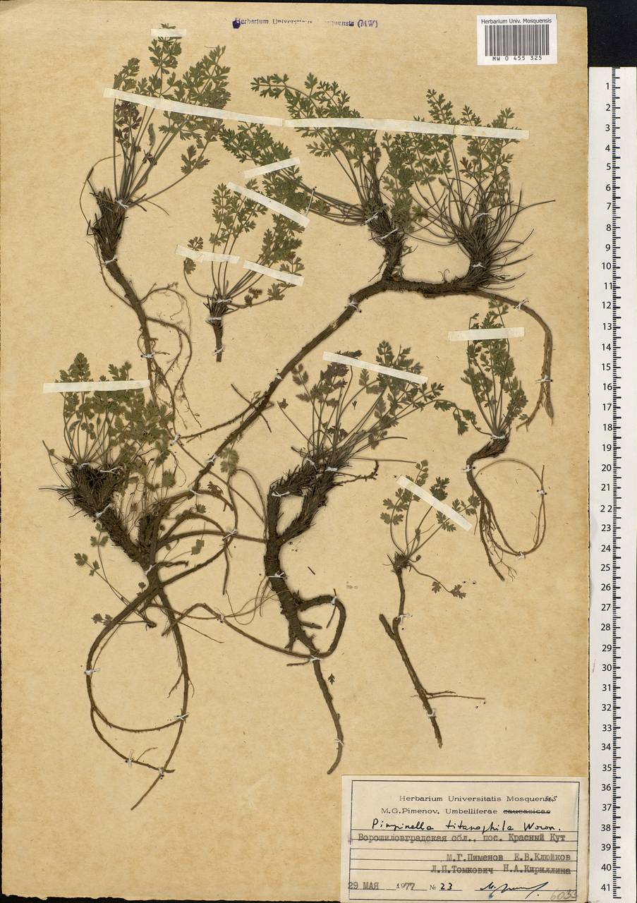 Pimpinella tragium Vill., Eastern Europe, North Ukrainian region (E11) (Ukraine)