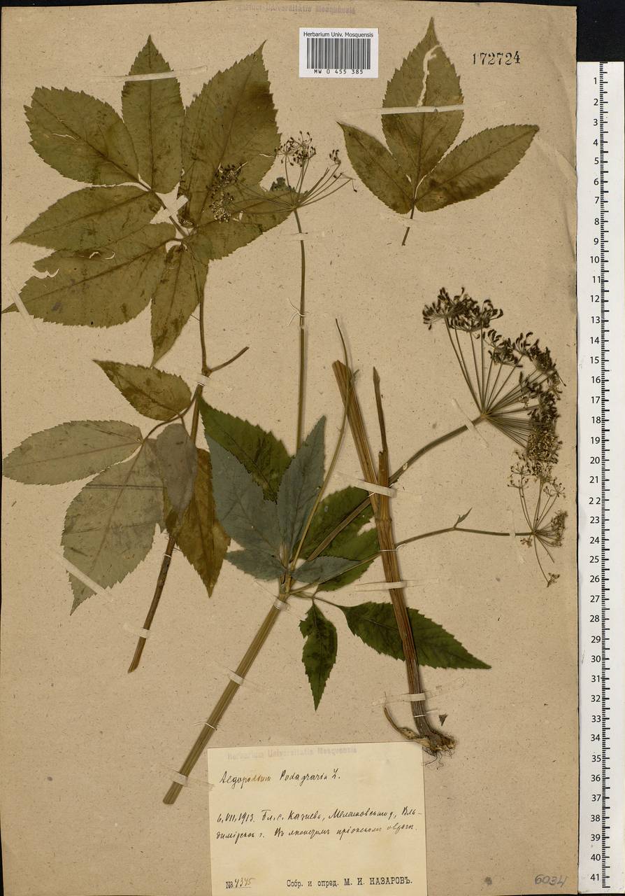 Aegopodium podagraria L., Eastern Europe, Central region (E4) (Russia)