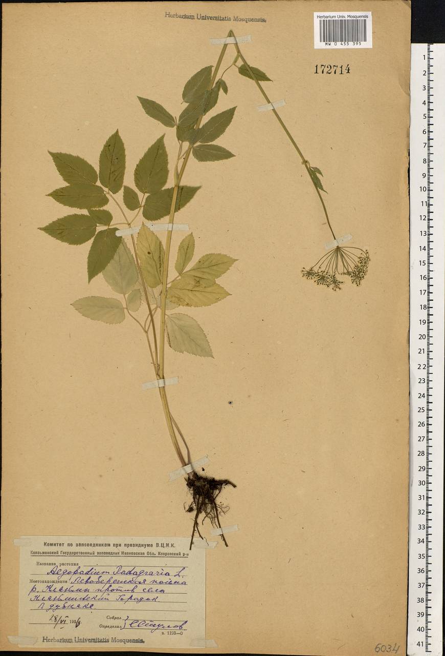 Aegopodium podagraria L., Eastern Europe, Central forest region (E5) (Russia)