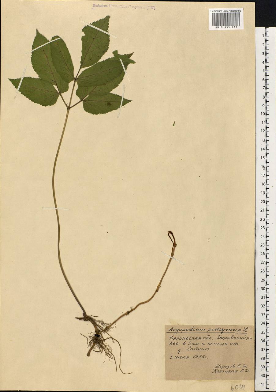 Aegopodium podagraria L., Eastern Europe, Central region (E4) (Russia)