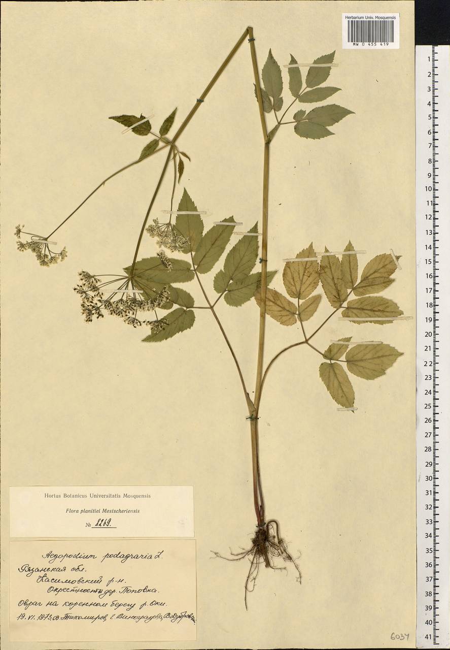 Aegopodium podagraria L., Eastern Europe, Central region (E4) (Russia)