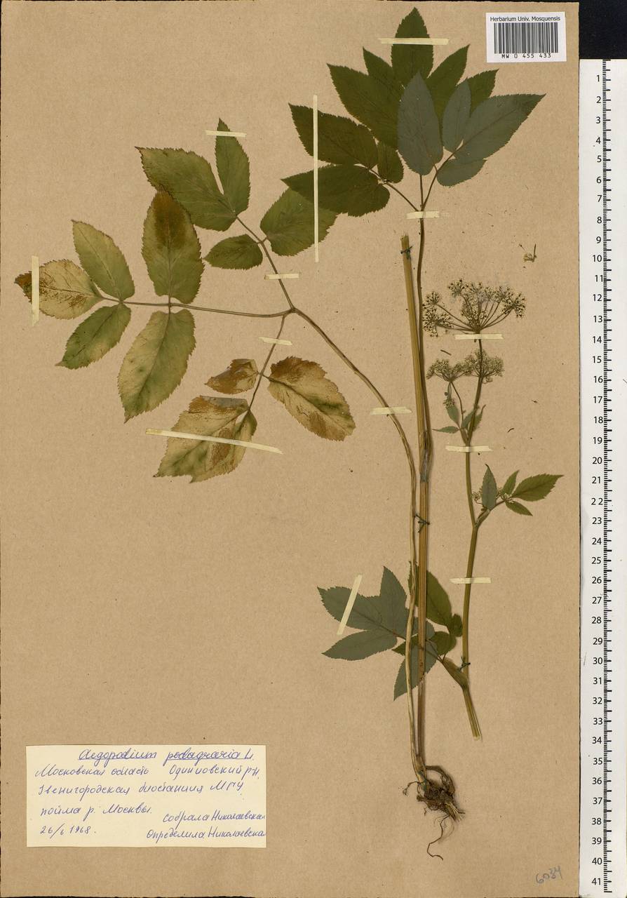 Aegopodium podagraria L., Eastern Europe, Moscow region (E4a) (Russia)