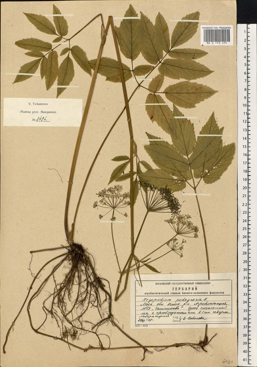Aegopodium podagraria L., Eastern Europe, Moscow region (E4a) (Russia)