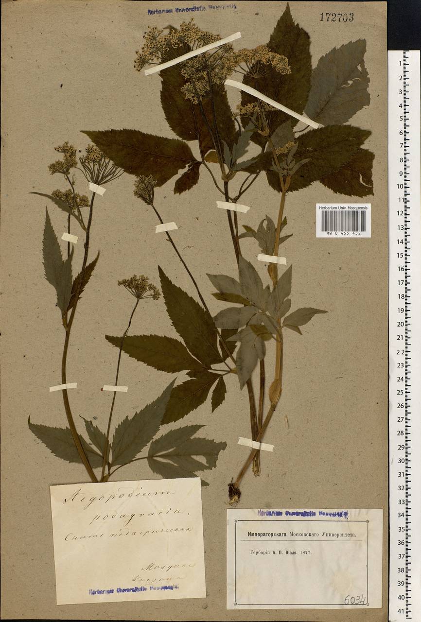 Aegopodium podagraria L., Eastern Europe, Moscow region (E4a) (Russia)