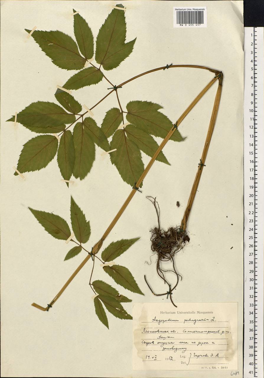 Aegopodium podagraria L., Eastern Europe, Moscow region (E4a) (Russia)