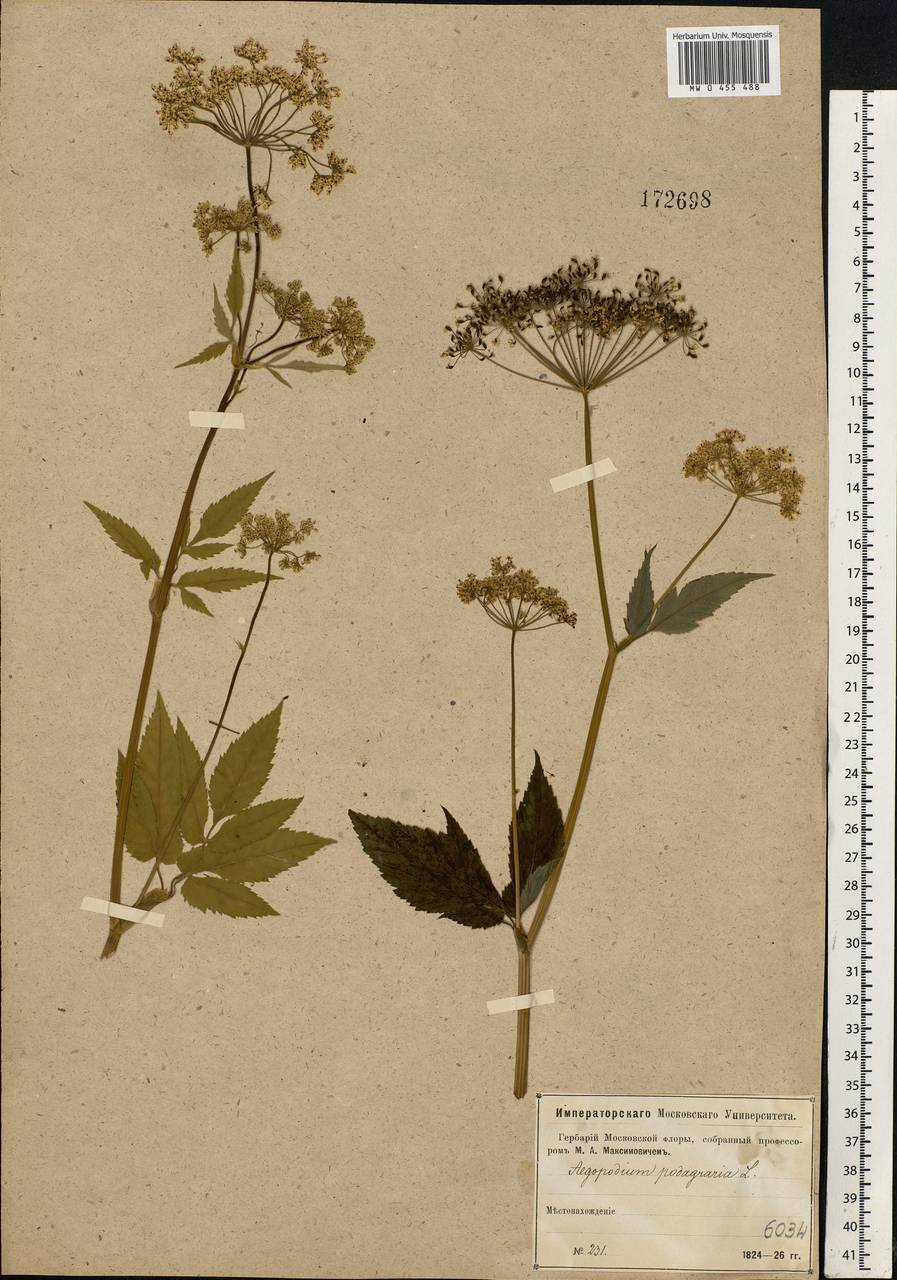 Aegopodium podagraria L., Eastern Europe, Moscow region (E4a) (Russia)