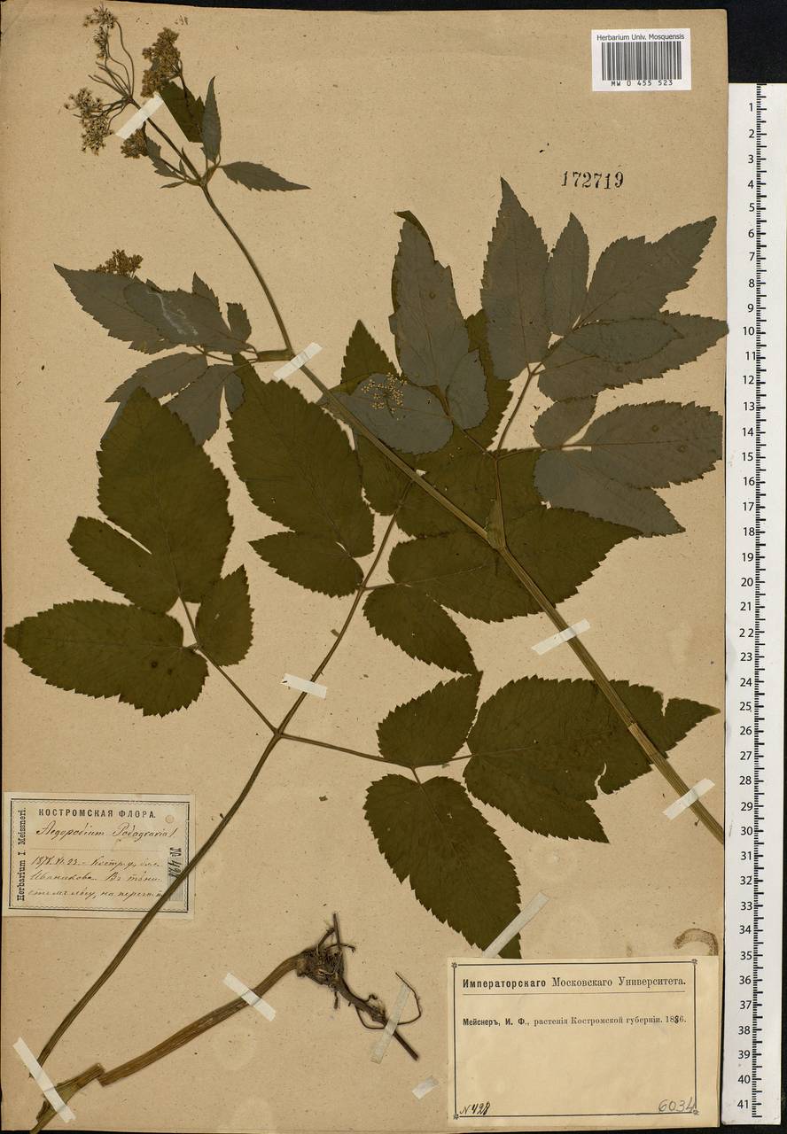 Aegopodium podagraria L., Eastern Europe, Central forest region (E5) (Russia)