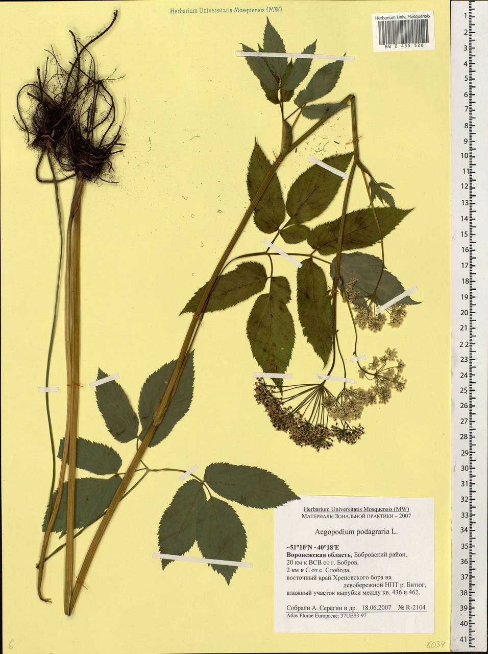 Aegopodium podagraria L., Eastern Europe, Central forest-and-steppe region (E6) (Russia)