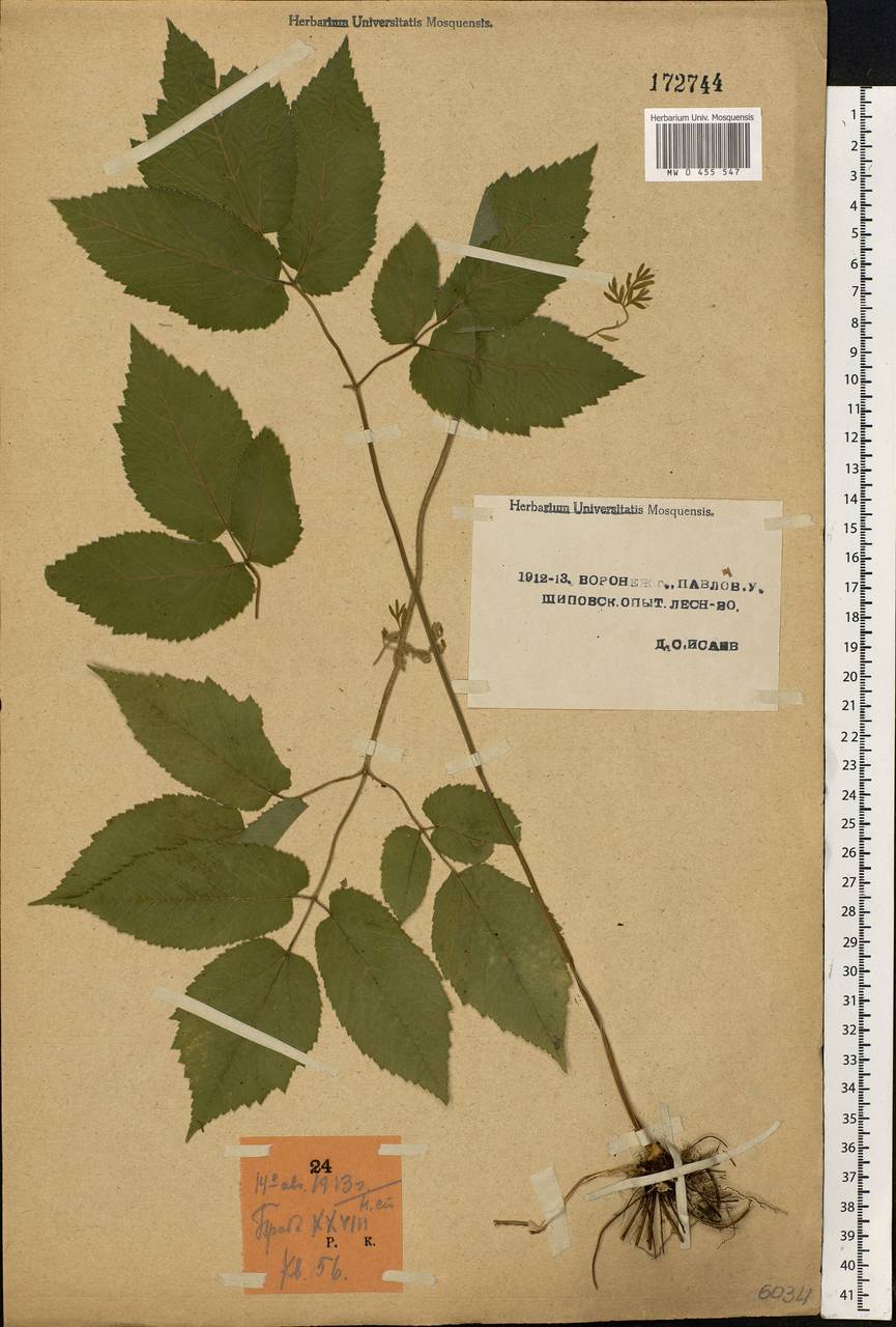 Aegopodium podagraria L., Eastern Europe, Central forest-and-steppe region (E6) (Russia)