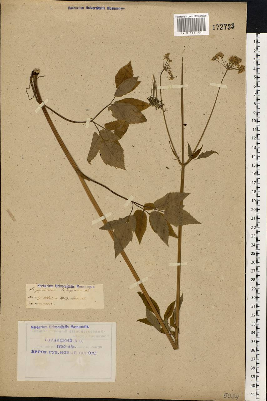 Aegopodium podagraria L., Eastern Europe, Central forest-and-steppe region (E6) (Russia)