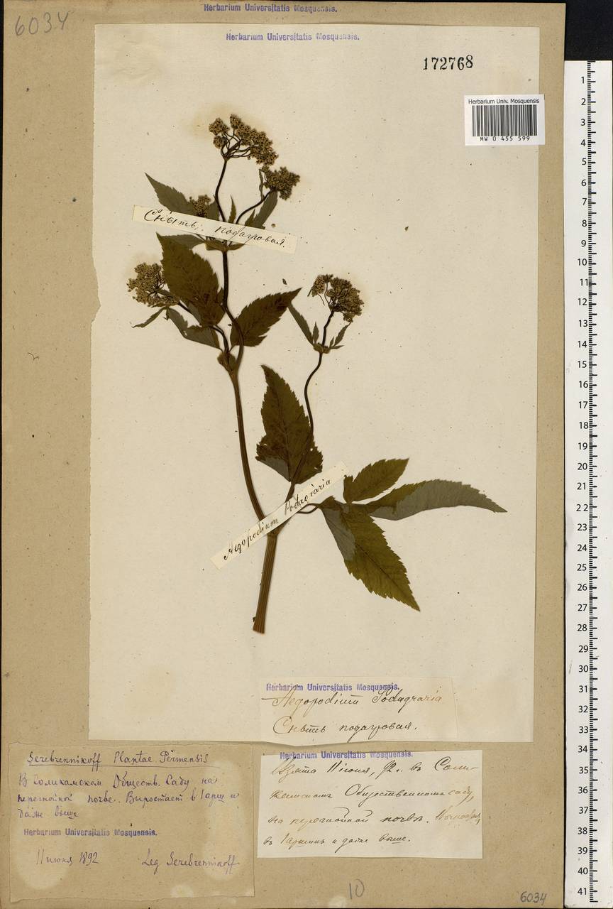 Aegopodium podagraria L., Eastern Europe, Eastern region (E10) (Russia)