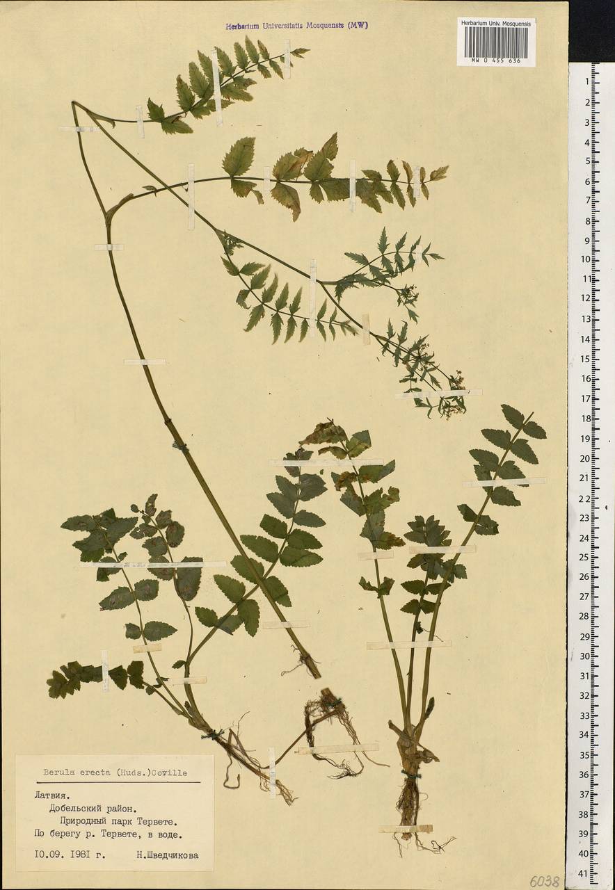 Berula erecta (Huds.) Coville, Eastern Europe, Latvia (E2b) (Latvia)