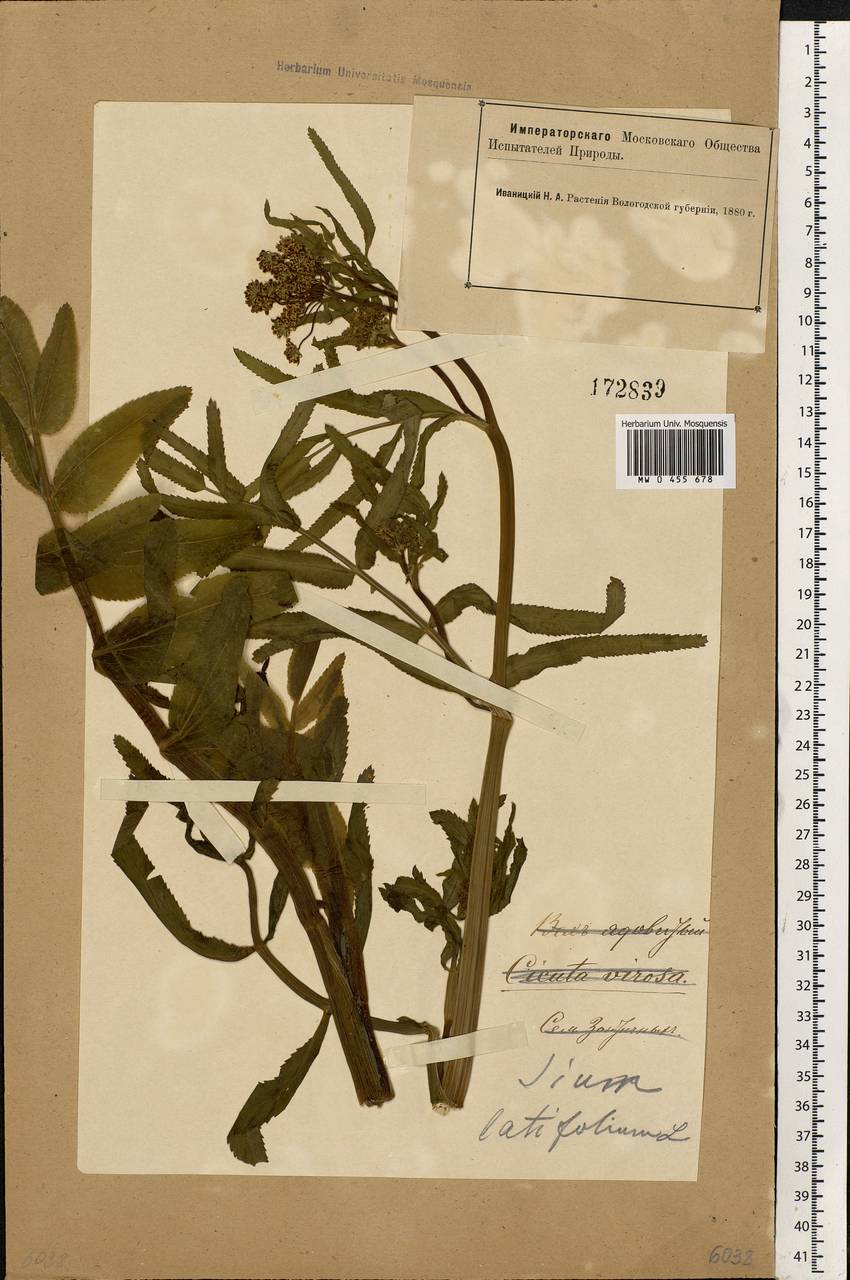 Sium latifolium L., Eastern Europe, Northern region (E1) (Russia)