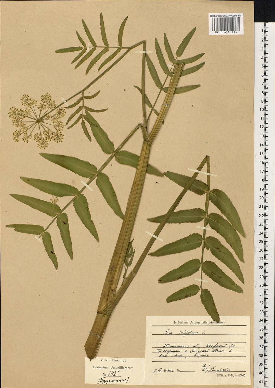 Sium latifolium L., Eastern Europe, North-Western region (E2) (Russia)