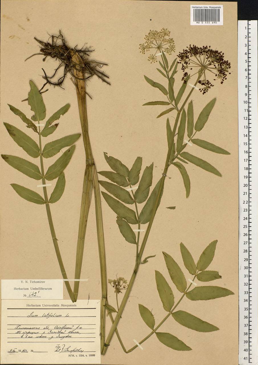 Sium latifolium L., Eastern Europe, North-Western region (E2) (Russia)