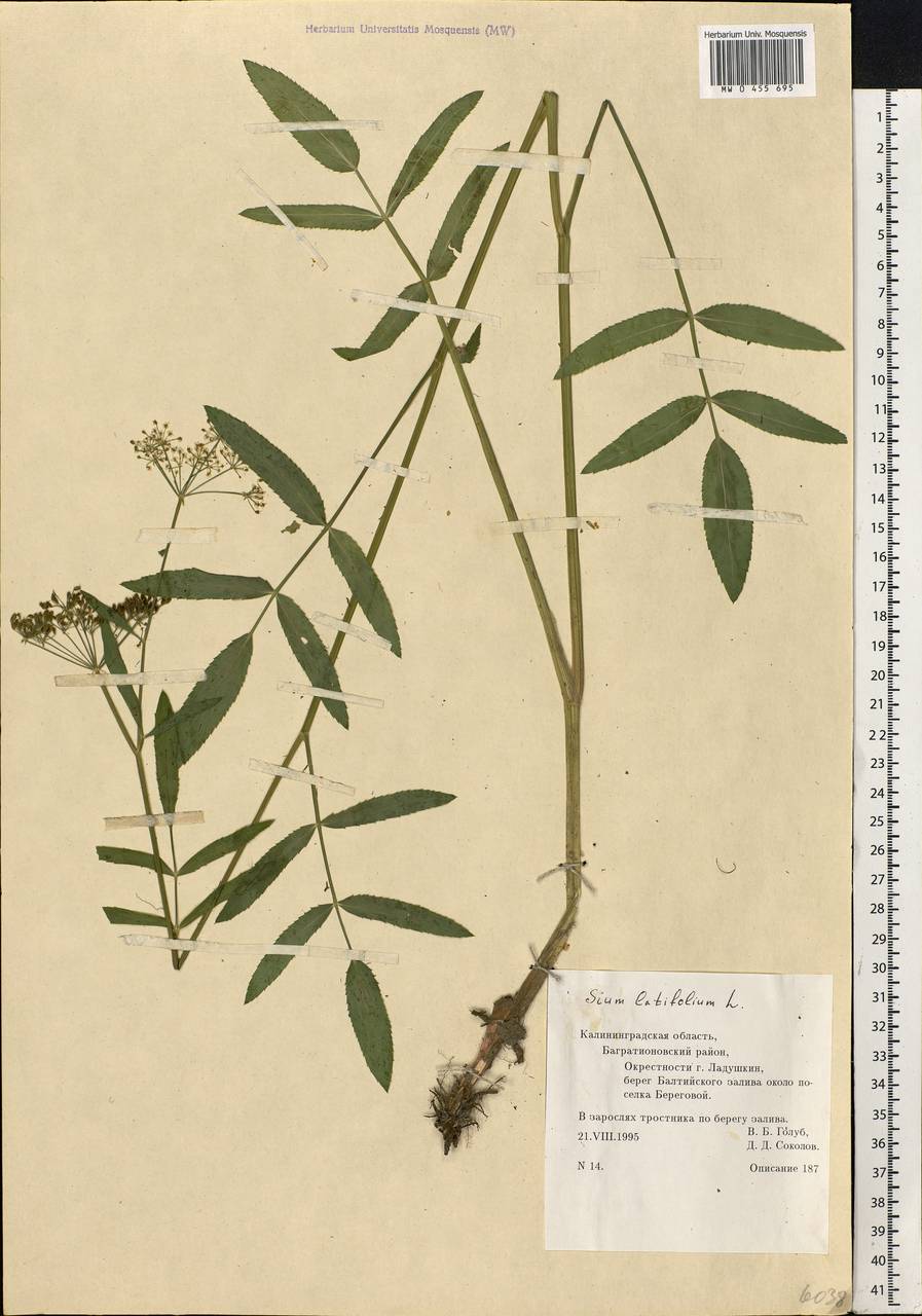 Sium latifolium L., Eastern Europe, North-Western region (E2) (Russia)