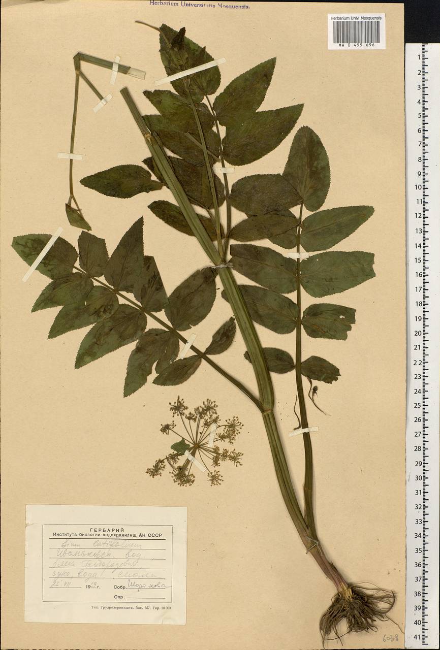 Sium latifolium L., Eastern Europe, North-Western region (E2) (Russia)