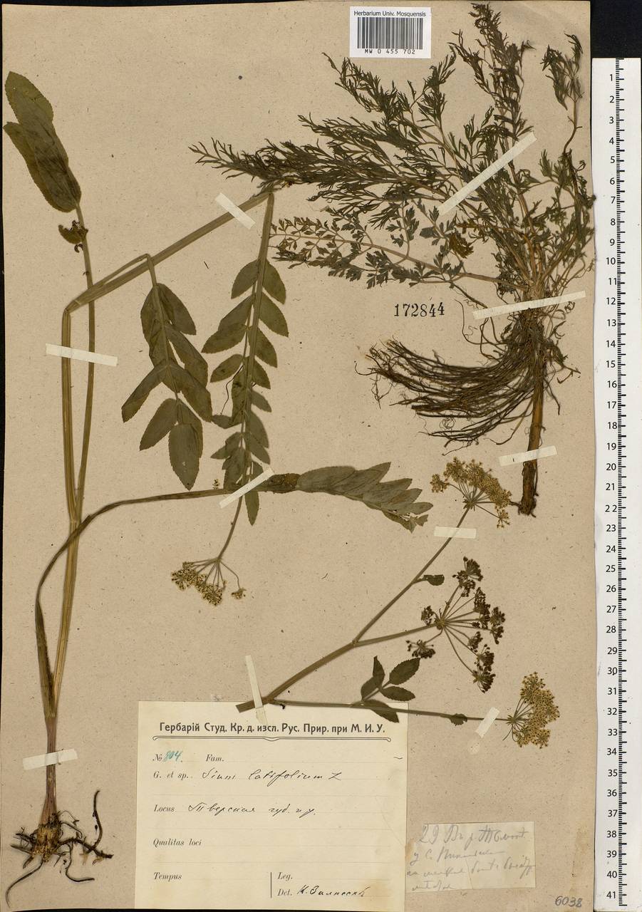 Sium latifolium L., Eastern Europe, North-Western region (E2) (Russia)