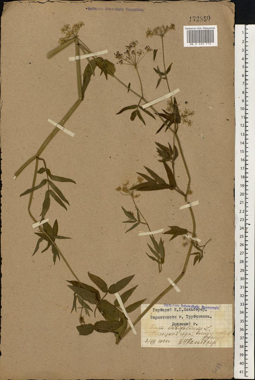 Sium latifolium L., Eastern Europe, Western region (E3) (Russia)