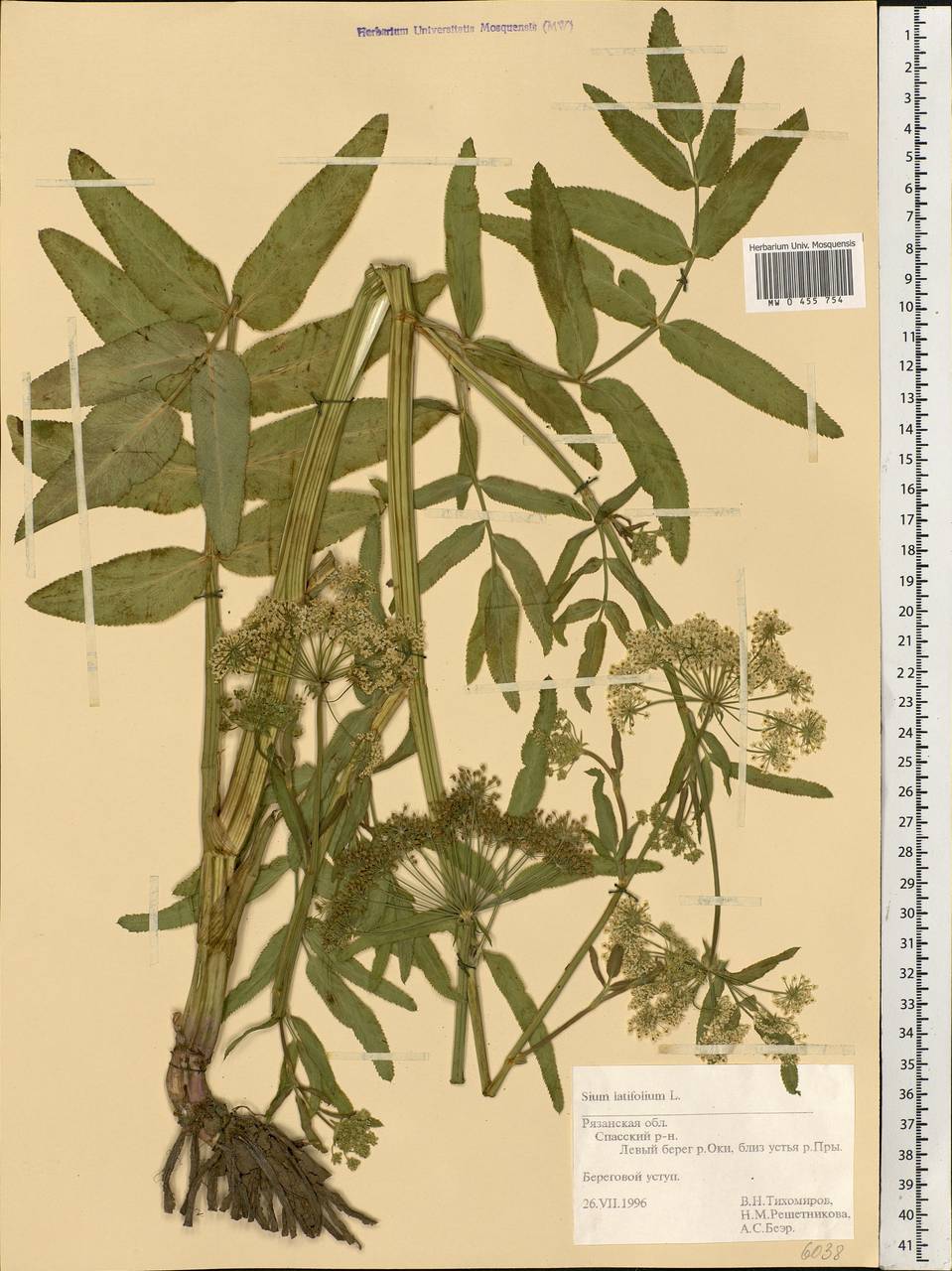 Sium latifolium L., Eastern Europe, Central region (E4) (Russia)