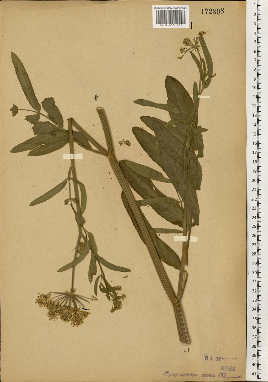 Sium latifolium L., Eastern Europe, Moscow region (E4a) (Russia)