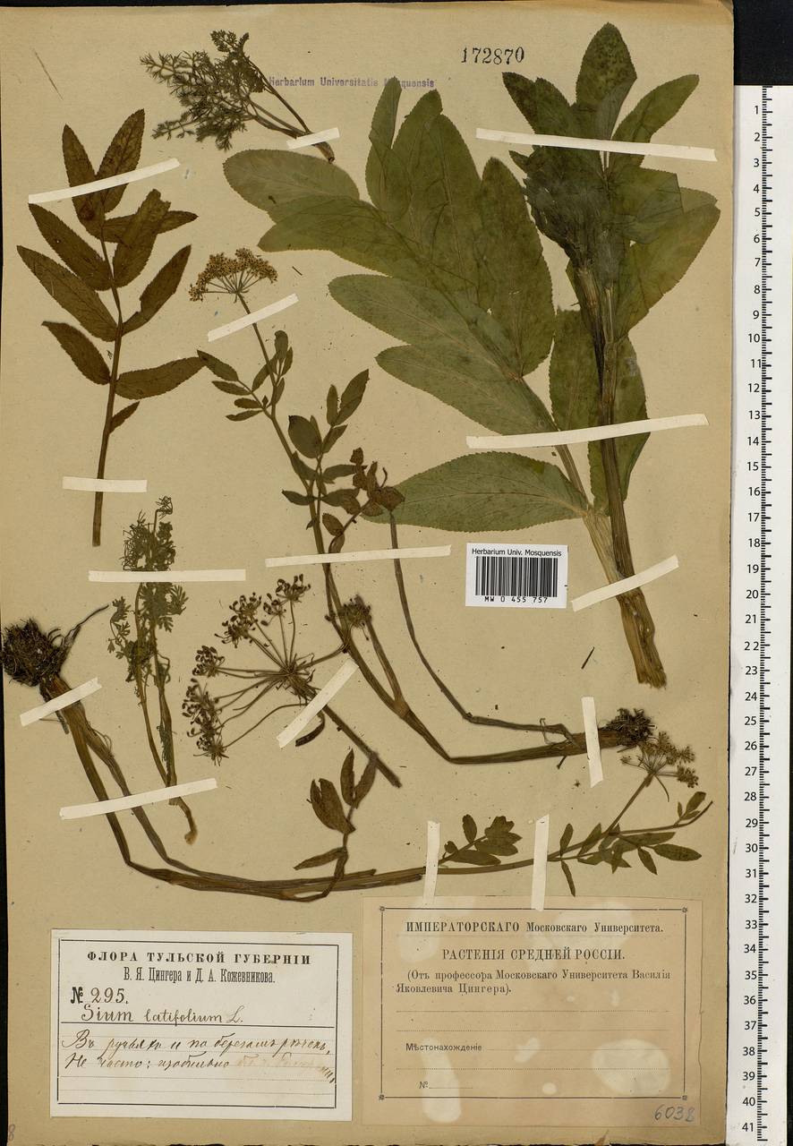 Sium latifolium L., Eastern Europe, Central region (E4) (Russia)