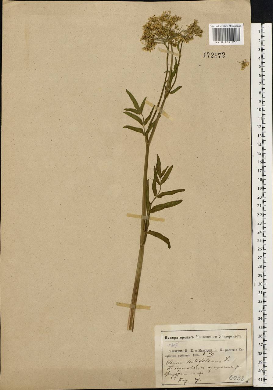 Sium latifolium L., Eastern Europe, Central region (E4) (Russia)