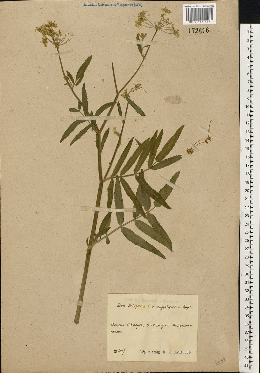 Sium latifolium L., Eastern Europe, Central region (E4) (Russia)