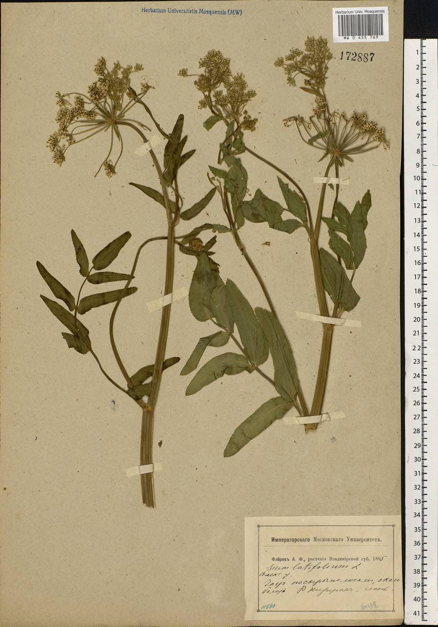 Sium latifolium L., Eastern Europe, Central region (E4) (Russia)