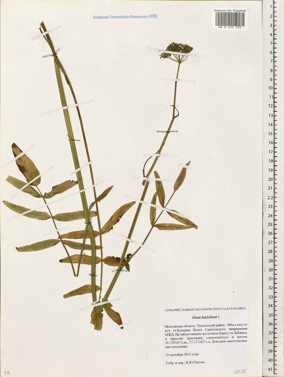 Sium latifolium L., Eastern Europe, Moscow region (E4a) (Russia)