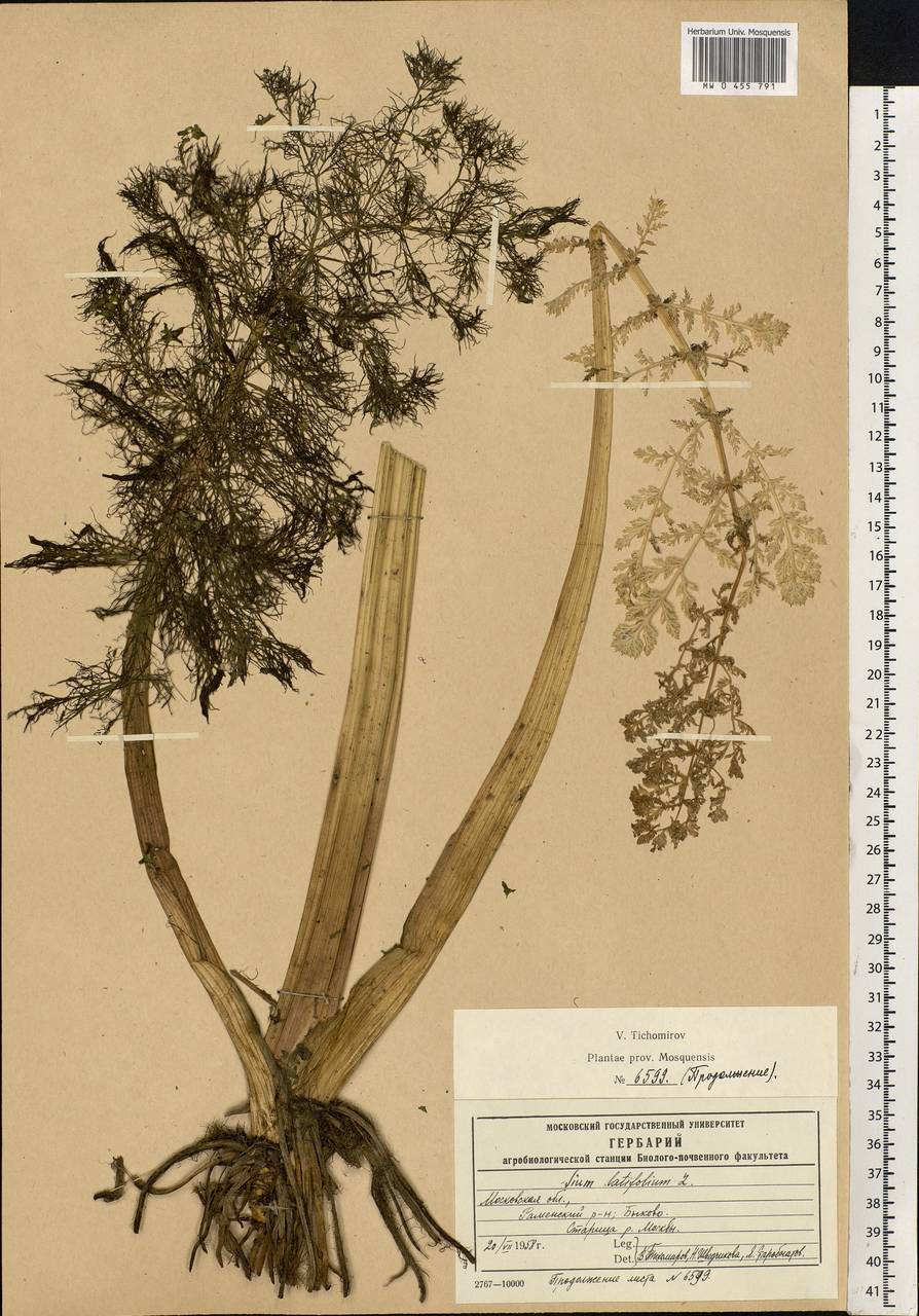 Sium latifolium L., Eastern Europe, Moscow region (E4a) (Russia)