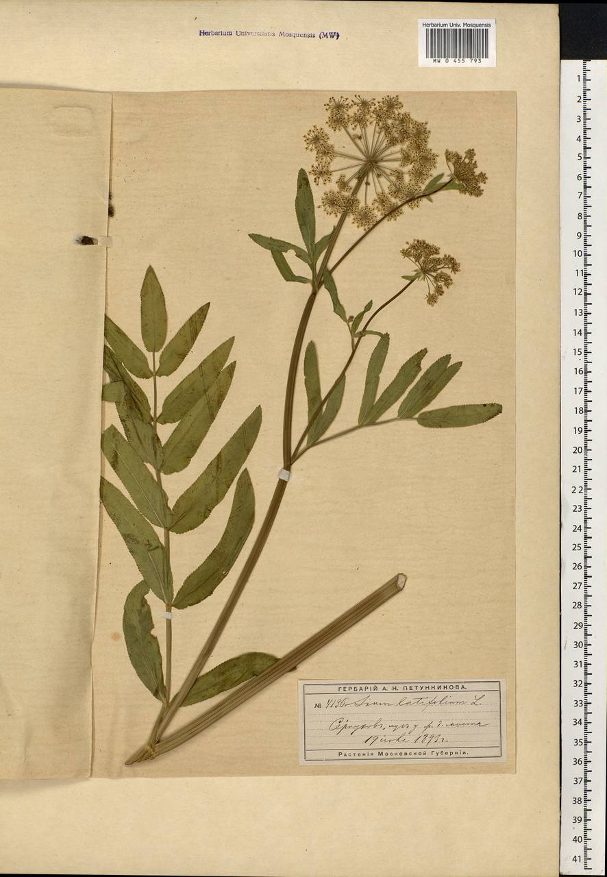 Sium latifolium L., Eastern Europe, Moscow region (E4a) (Russia)