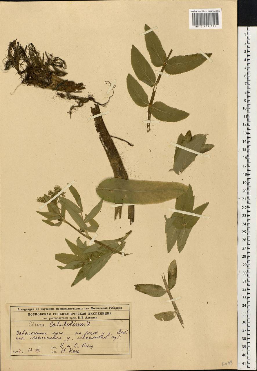 Sium latifolium L., Eastern Europe, Moscow region (E4a) (Russia)