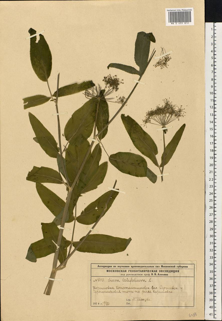 Sium latifolium L., Eastern Europe, Moscow region (E4a) (Russia)