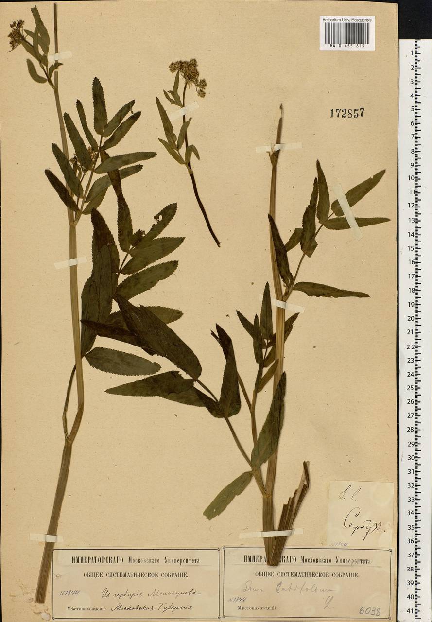 Sium latifolium L., Eastern Europe, Moscow region (E4a) (Russia)