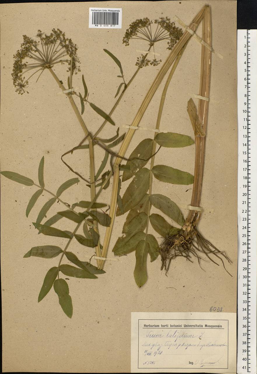 Sium latifolium L., Eastern Europe, Moscow region (E4a) (Russia)