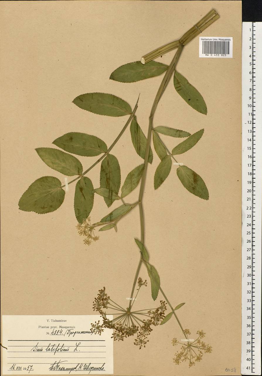 Sium latifolium L., Eastern Europe, Moscow region (E4a) (Russia)