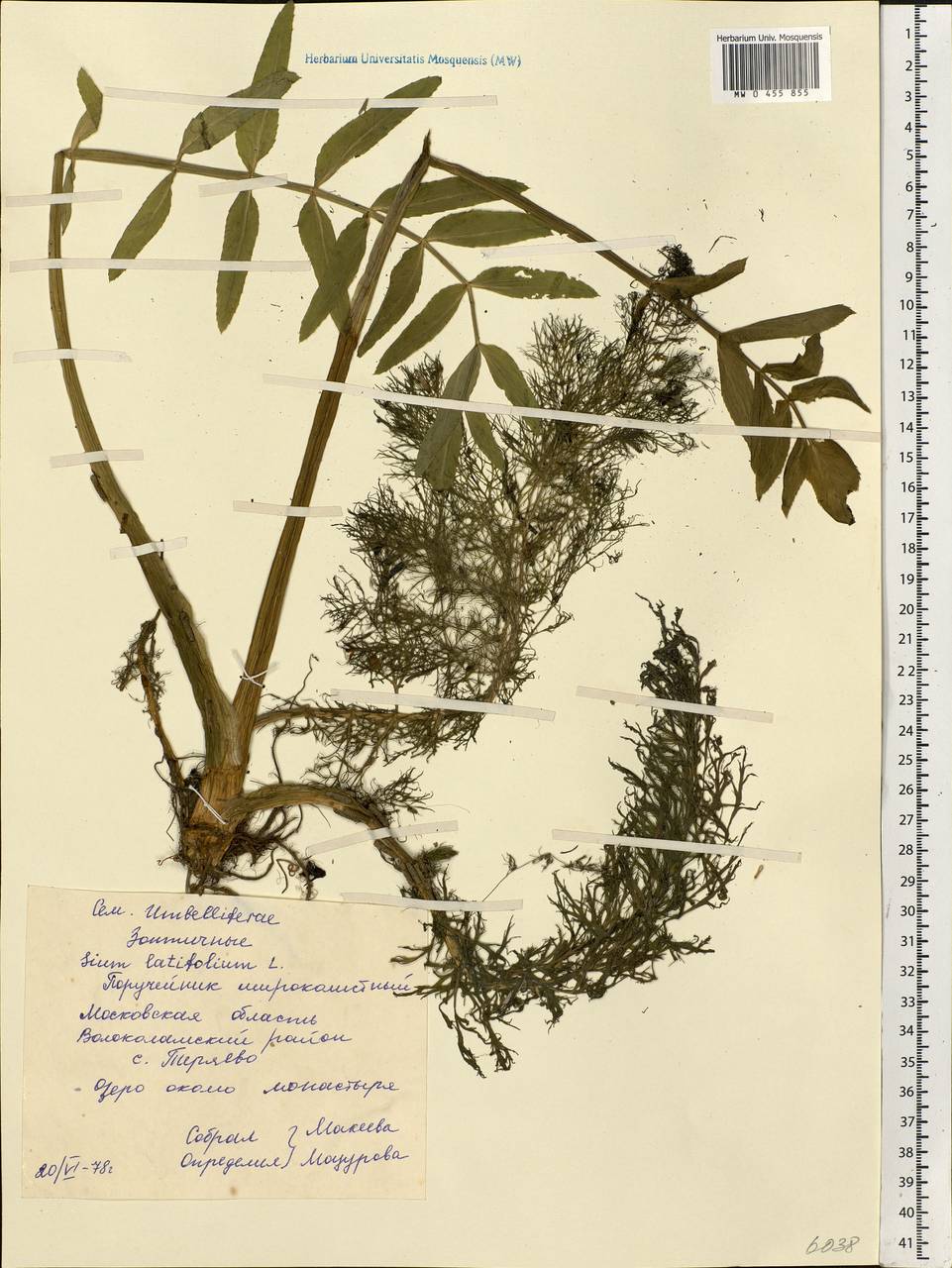 Sium latifolium L., Eastern Europe, Moscow region (E4a) (Russia)