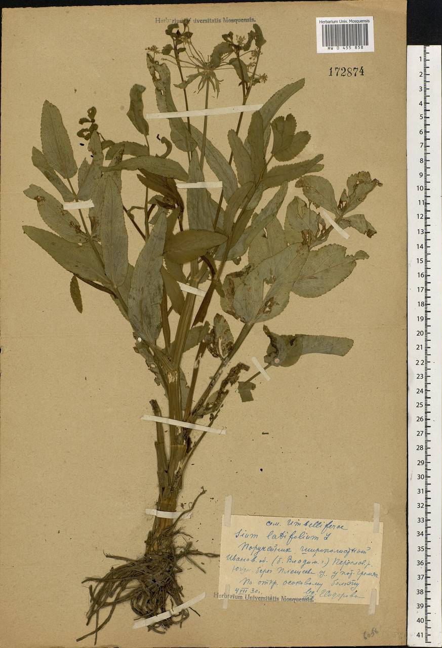 Sium latifolium L., Eastern Europe, Central forest region (E5) (Russia)