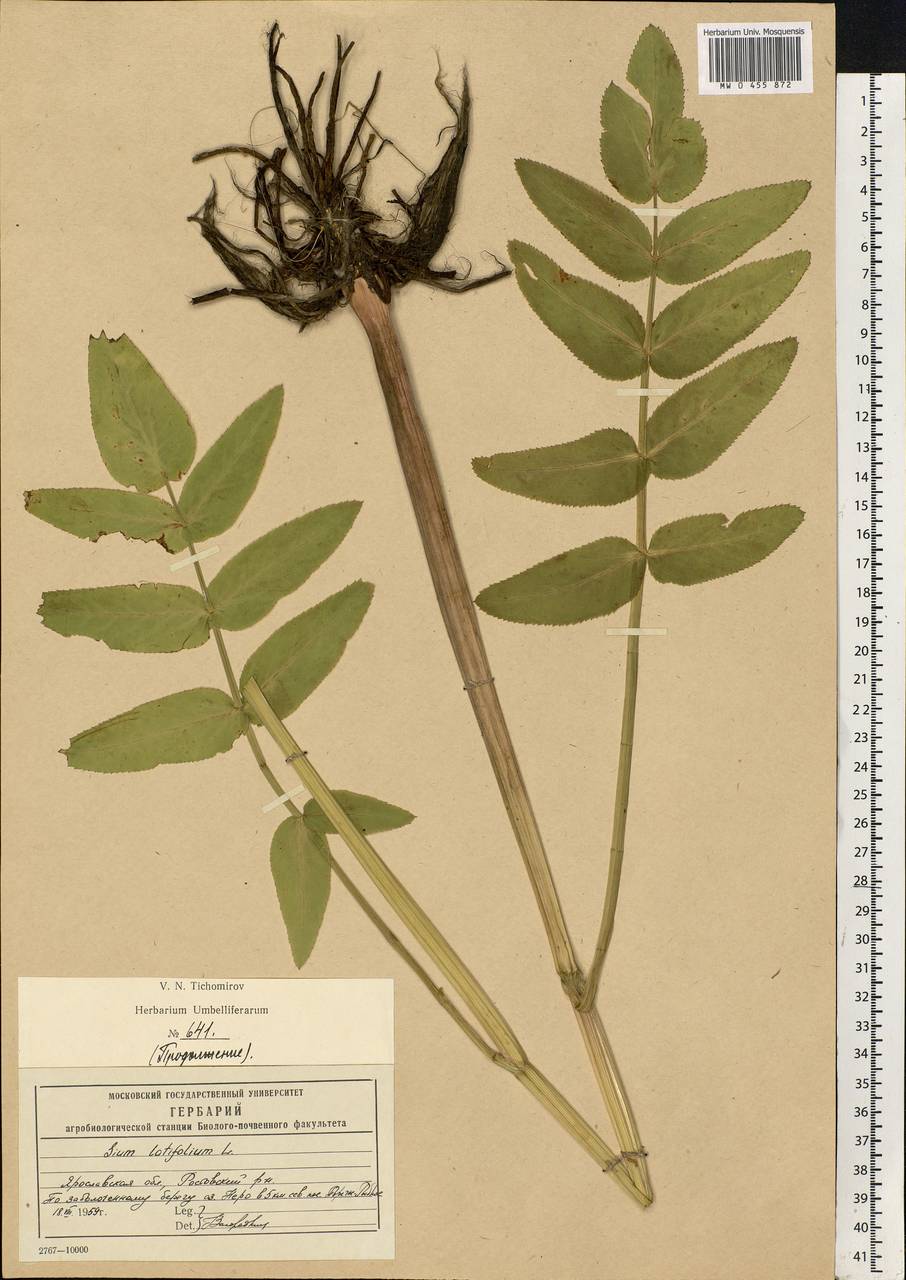 Sium latifolium L., Eastern Europe, Central forest region (E5) (Russia)