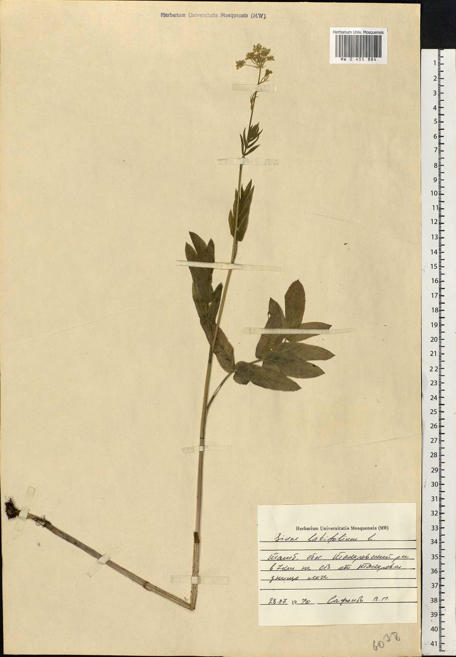 Sium latifolium L., Eastern Europe, Central forest-and-steppe region (E6) (Russia)