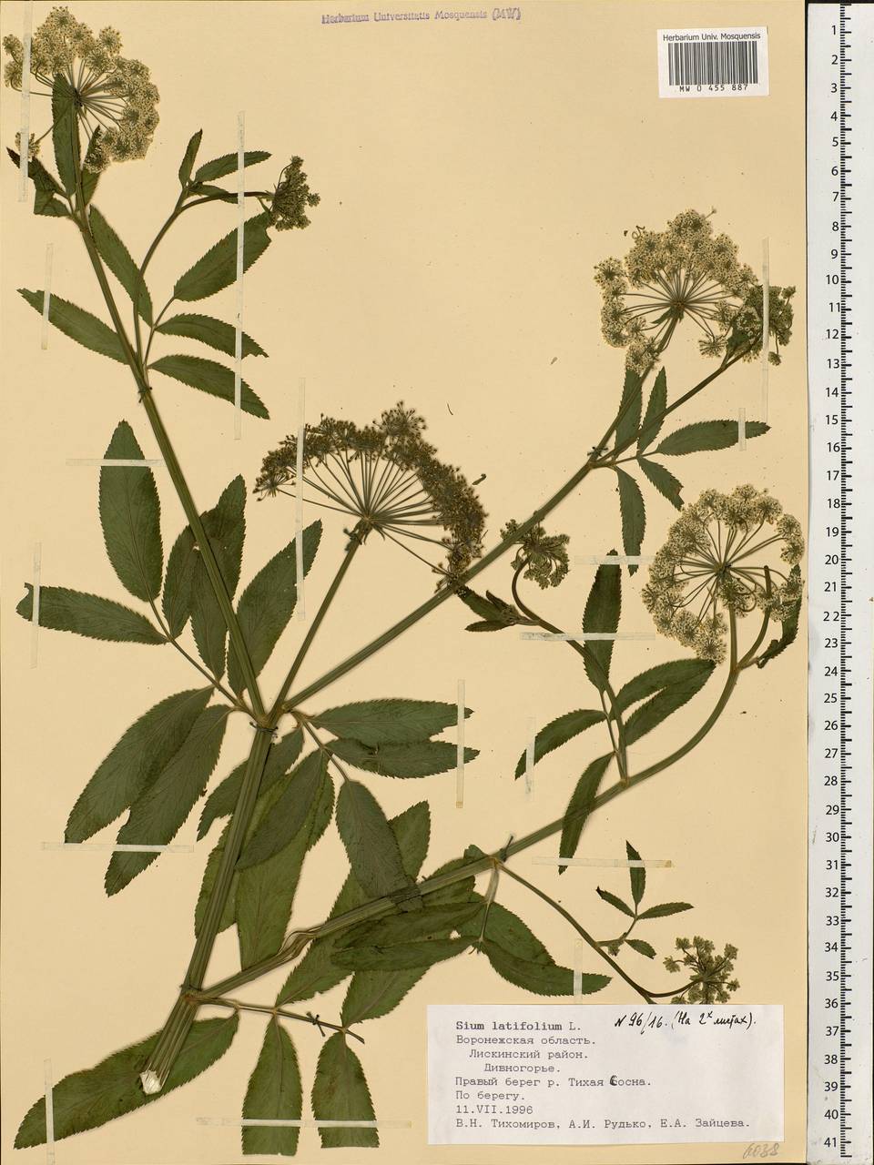 Sium latifolium L., Eastern Europe, Central forest-and-steppe region (E6) (Russia)