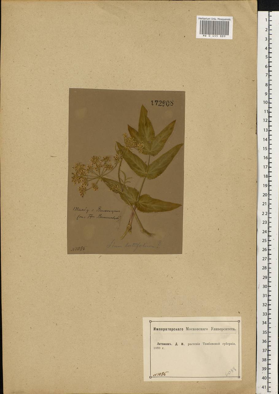 Sium latifolium L., Eastern Europe, Central forest-and-steppe region (E6) (Russia)