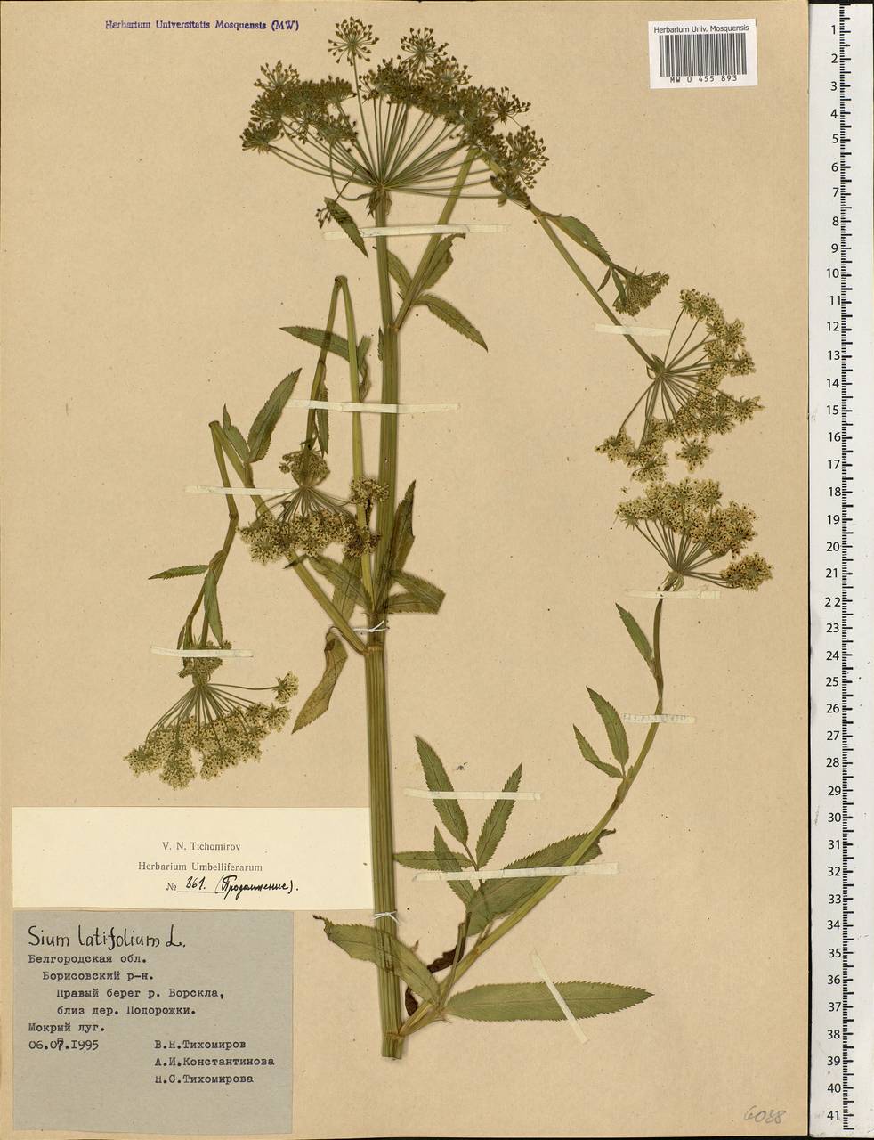 Sium latifolium L., Eastern Europe, Central forest-and-steppe region (E6) (Russia)