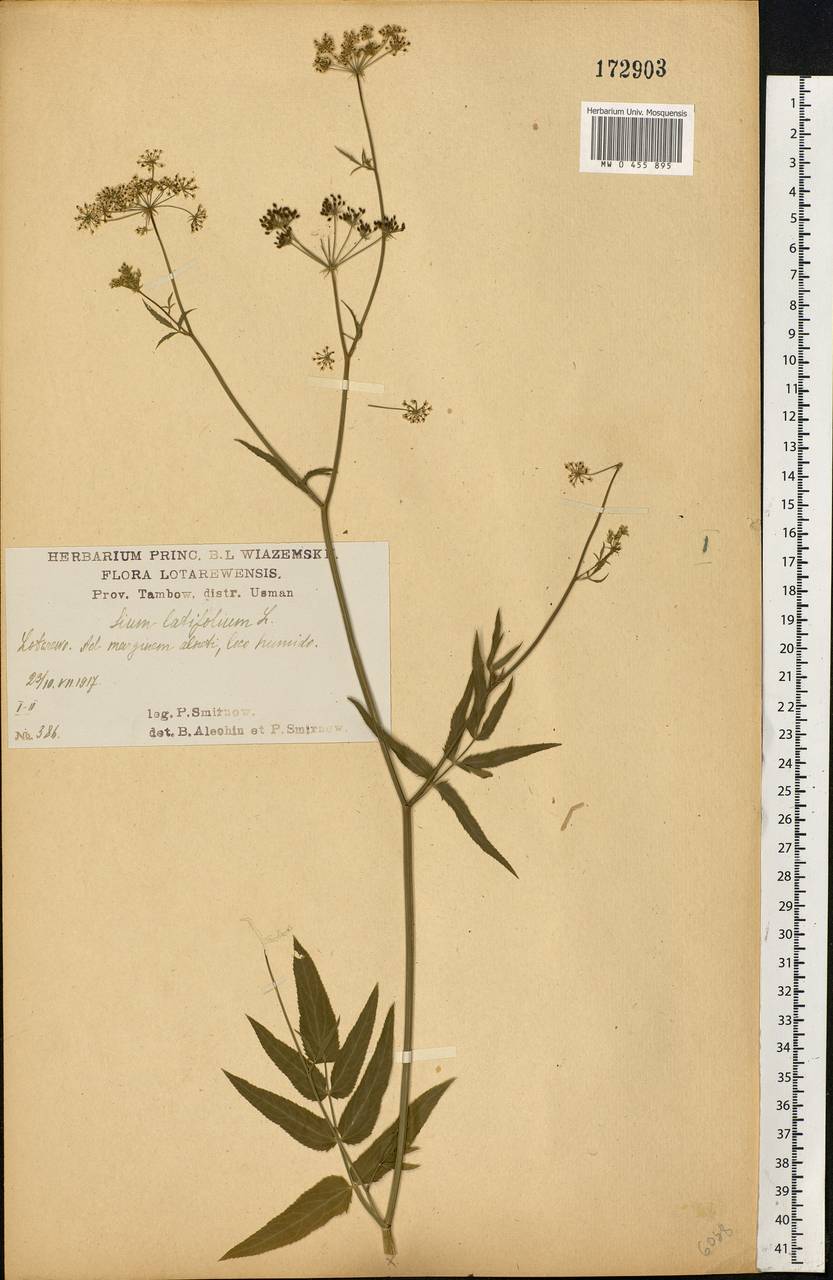 Sium latifolium L., Eastern Europe, Central forest-and-steppe region (E6) (Russia)